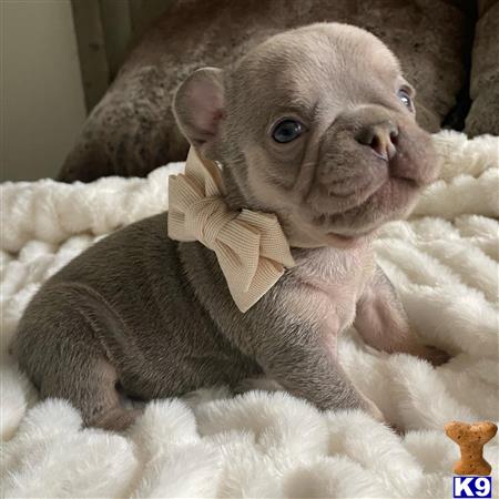 COUTURE WEST FRENCHIES Picture 1
